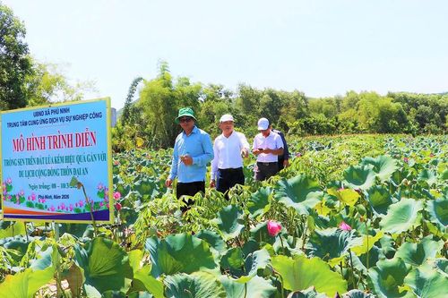 Đà Nẵng: Đại An đổi thay nhờ mô hình trồng sen kết hợp du lịch cộng đồng