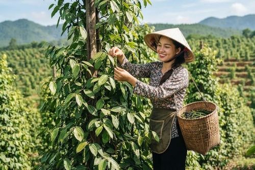 Giá hồ tiêu hôm nay 29.6: Trong nước chững lại, thị trường chờ lực mua mới