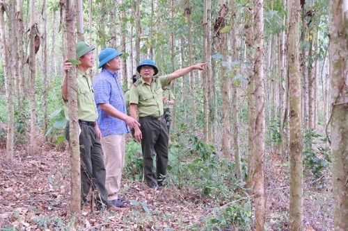 Bắc Ninh: Khai thác lợi thế phát triển rừng gỗ lớn