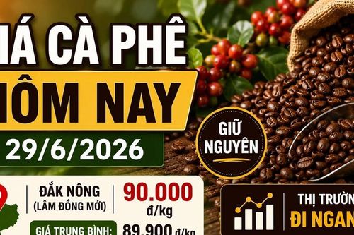 Giá cà phê hôm nay 29/6: Giữ nguyên, cao nhất 90.000 đồng/kg