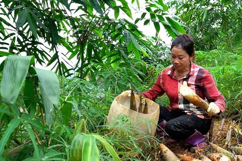 Các địa phương bước vào mùa thu hoạch tre măng
