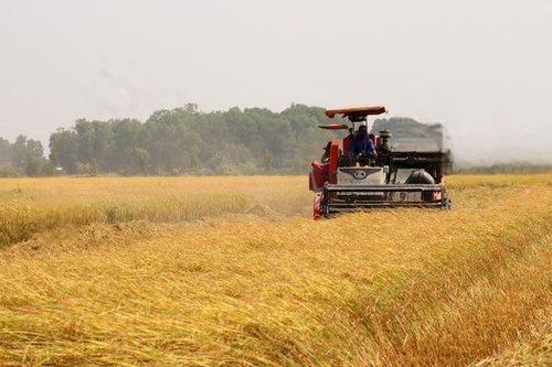 An Giang lập kỷ lục hơn 5,3 triệu tấn lúa, khẳng định vị thế vựa lúa hàng đầu cả nước