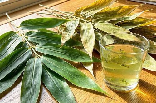 Nên uống nước lá tre khô hay tươi tốt hơn?