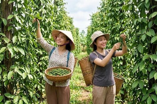 Giá hồ tiêu hôm nay 30.6: Một vùng giảm nhẹ, cao nhất 139.000 đồng/kg