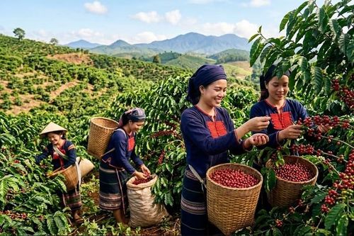 Giá cà phê hôm nay 30.6: Thị trường chờ tín hiệu mới từ Robusta