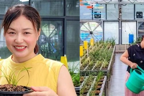 Nữ doanh nhân giúp cả làng đổi đời nhờ loài hoa đặc biệt