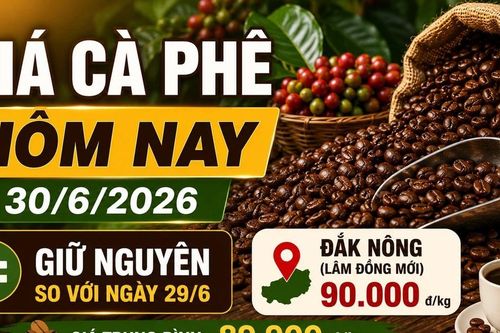 Giá cà phê hôm nay 30/6: Mốc 90.000 đồng/kg vẫn được giữ