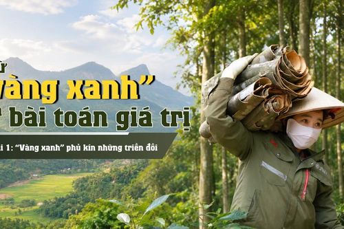 Bài 1: 'Vàng xanh' phủ kín những triền đồi