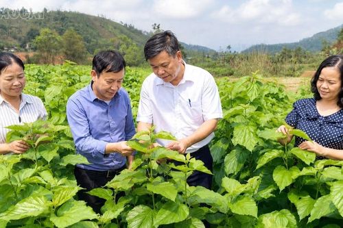 Chấn Thịnh: Nghị quyết 21 tạo đổi thay trên những thửa ruộng, triền đồi