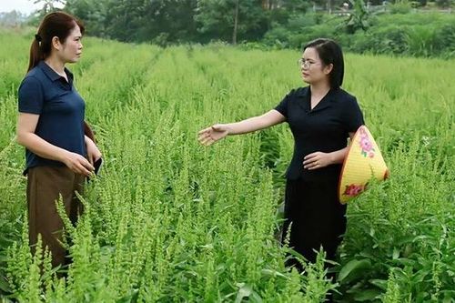 Sâm nữ hoàng - Hướng đi mới trong phát triển dược liệu