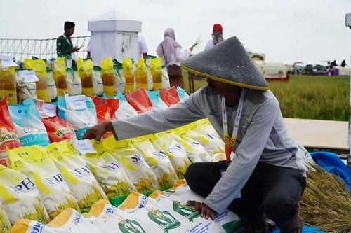 Indonesia lên kế hoạch xuất khẩu 200.000 tấn gạo sang ASEAN và Trung Đông