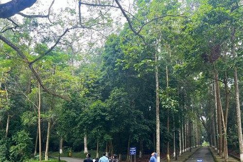 Việt Nam đối mặt bài toán tăng sản lượng không đánh đổi rừng