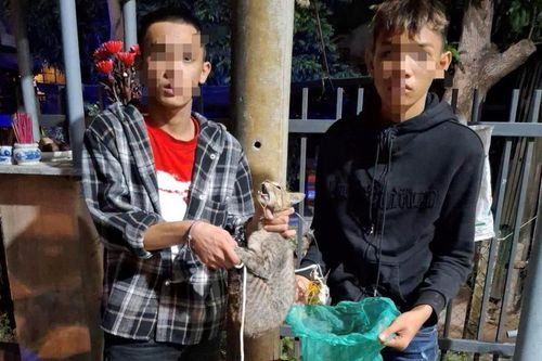 Bộ đôi trộm mèo