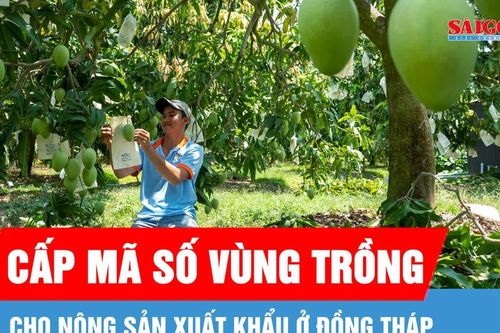 Đồng Tháp đẩy nhanh cấp mã số vùng trồng cho nông sản xuất khẩu