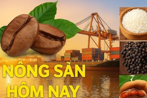 Giá nông sản hôm nay 1/7/2026: Giá cà phê trước chu kỳ biến động mới, giá tiêu 'lặng sóng'; Mỹ kêu gọi bình ổn giá xăng dịp Quốc khánh