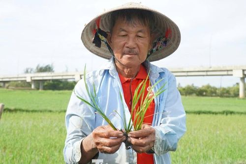 Ruộng lúa chết khô, nông dân nguy cơ mất trắng
