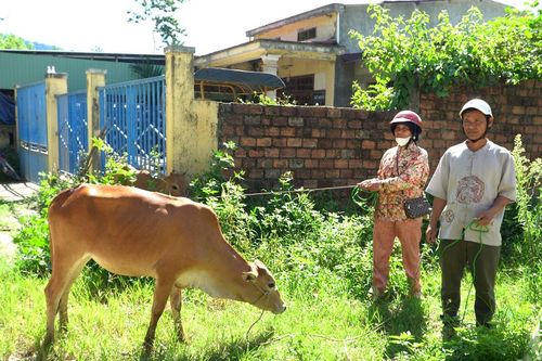 Đông Giang cấp phát bò giống hỗ trợ hộ nghèo phát triển sinh kế