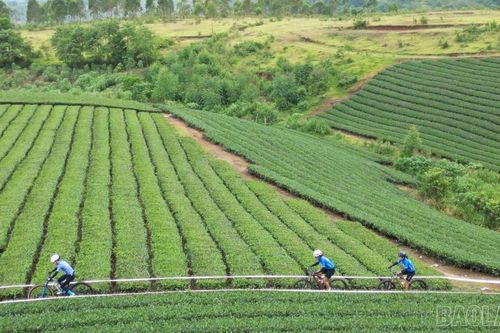 Giải vô địch xe đạp quốc gia 2026: Mô hình điểm phát triển thể thao gắn với du lịch tại Lào Cai