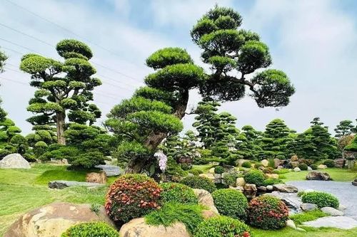 Trồng cây gì cho sân vườn biệt thự đẹp và sang?