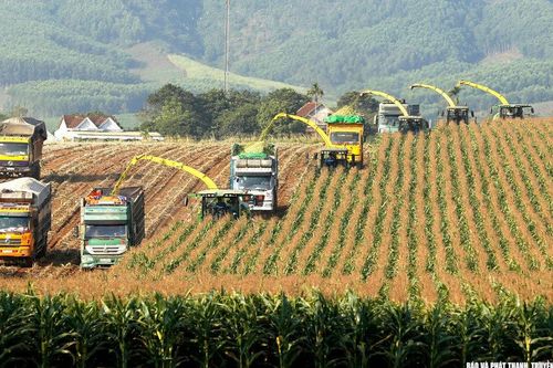 Nông nghiệp Nghệ An tăng trưởng cao nhất Bắc Trung Bộ, đứng thứ 9 cả nước