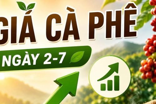 Giá cà phê ngày 2-7: Tăng mạnh, lên mốc 90.400 đồng/kg