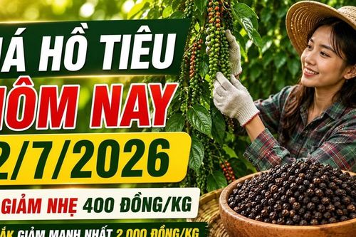 Giá hồ tiêu hôm nay 2/7: Giảm nhẹ 400 đồng/kg, Đắk Lắk mất 2.000 đồng/kg