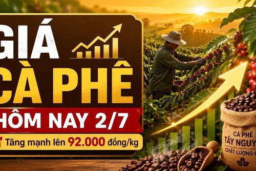 Giá cà phê hôm nay 2/7: Tăng vọt lên 92.000 đồng/kg, Robusta và Arabica cùng bật mạnh
