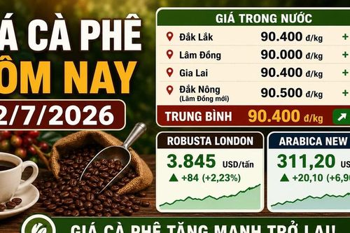 Giá cà phê hôm nay 2/7 tăng mạnh, Robusta và Arabica cùng bứt phá