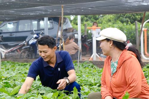 Lâm Đồng đẩy mạnh tái canh cà phê bằng giống chất lượng cao