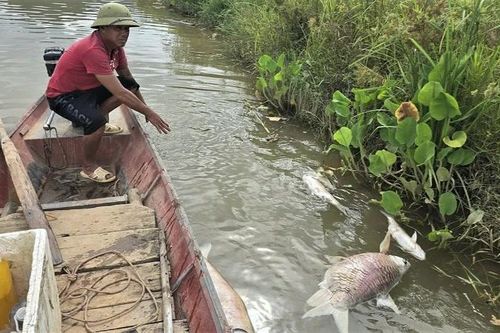 Lại xuất hiện tình trạng cá nuôi chết bất thường hàng loạt trên sông Lam