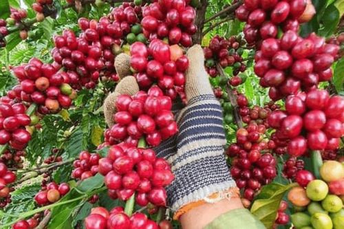 Giá nông sản hôm nay (3/7): Giá cà phê tiếp đà tăng mạnh, hồ tiêu lao dốc