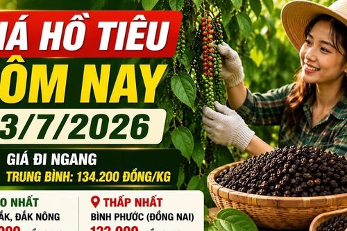Giá hồ tiêu hôm nay 3/7: Thị trường đi ngang, cao nhất 135.000 đồng/kg