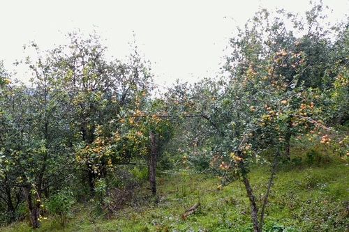 Đánh thức giá trị đẳng sâm dưới tán rừng