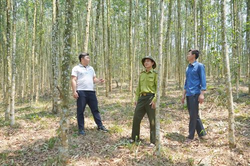 Xử lý đất rừng vi phạm, chồng lấn