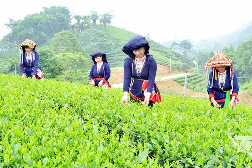 Tìm đối tác chiến lược cho chè Thái Nguyên