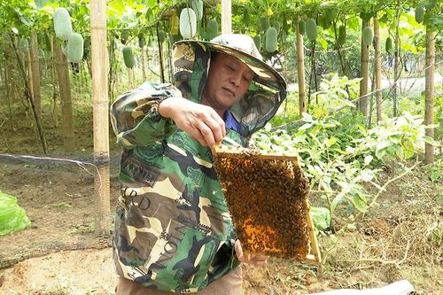 Hướng đi mới cho kinh tế vùng cao