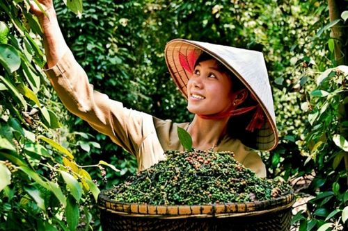 Giá tiêu hôm nay 3/7: Ổn định sau phiên đi xuống