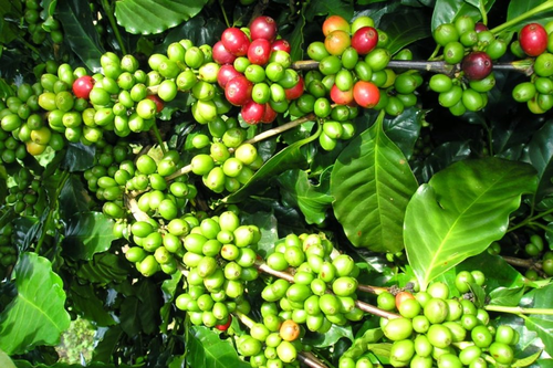 Bản tin nông sản hôm nay (4-7): Giá cà phê tăng, hồ tiêu ổn định