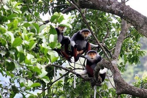 Nghiên cứu mô hình OECM bảo tồn thiên nhiên