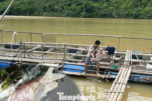 Cá nuôi lồng trên sông Lam chết bất thường, người dân thiệt hại lớn