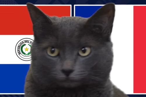 Mèo 'tiên tri' dự đoán kết quả trận Paraguay vs Pháp: Lựa chọn đáng giá