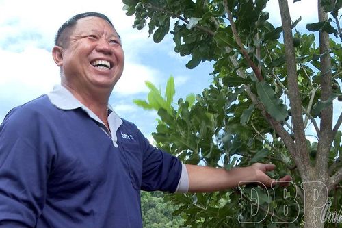 Phát triển mắc ca cần giải pháp đồng bộ