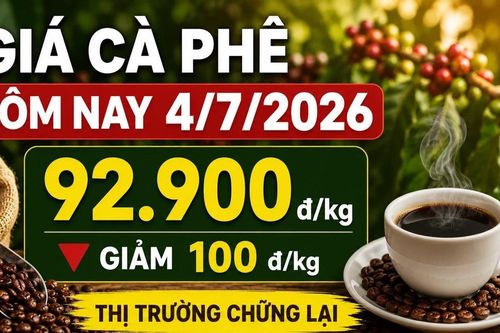 Giá cà phê trưa 4-7: Giảm nhẹ sau chuỗi tăng