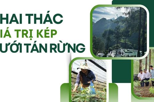 Khai thác giá trị kép dưới tán rừng