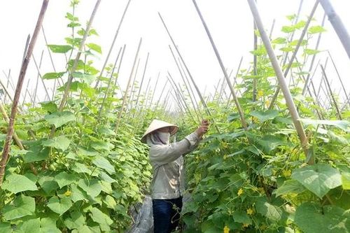 Dưa chuột An Hòa vững bước vươn xa