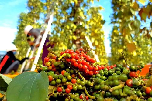 Giá tiêu hôm nay 4/7: Đi ngang, cao nhất 135.000 đồng/kg