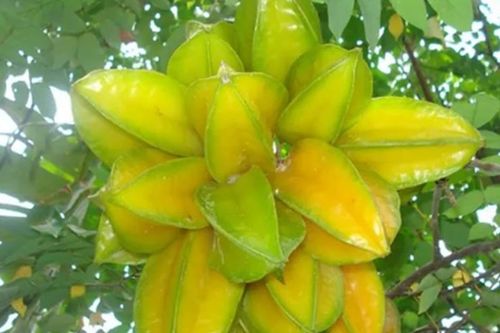 Những vị trí cấm kỵ tuyệt đối không nên trồng cây khế