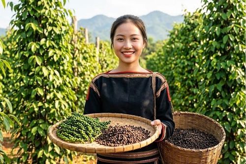 Giá tiêu hôm nay 5.7: Chưa phục hồi, thị trường vẫn thận trọng