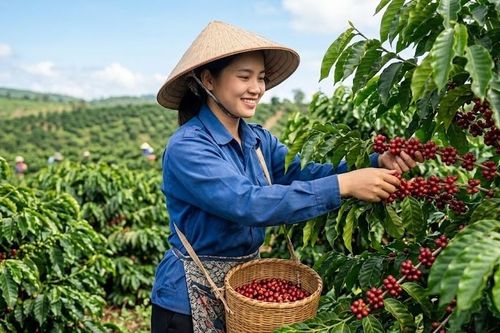 Giá cà phê hôm nay 5.7: Giảm 100 đồng/kg, vì sao chưa đáng lo?