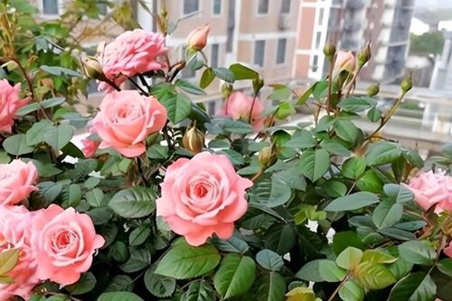 Top 5 loài cây được mệnh danh là 'cây hạnh phúc' cho không gian sống